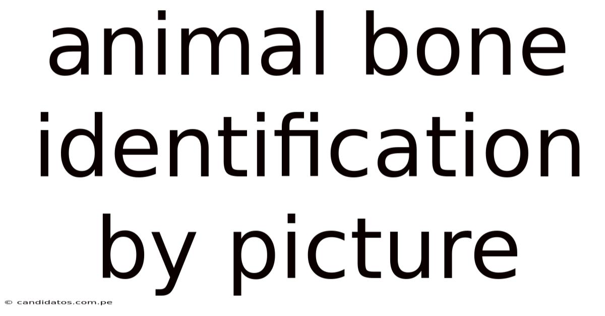 Animal Bone Identification By Picture