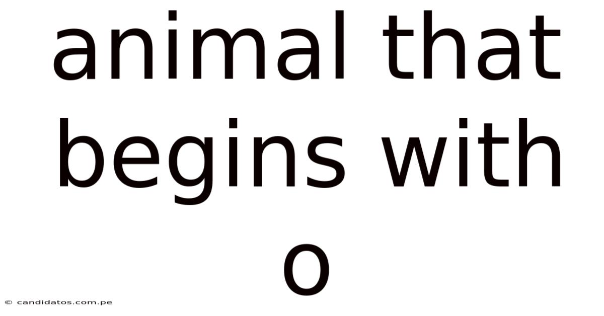 Animal That Begins With O