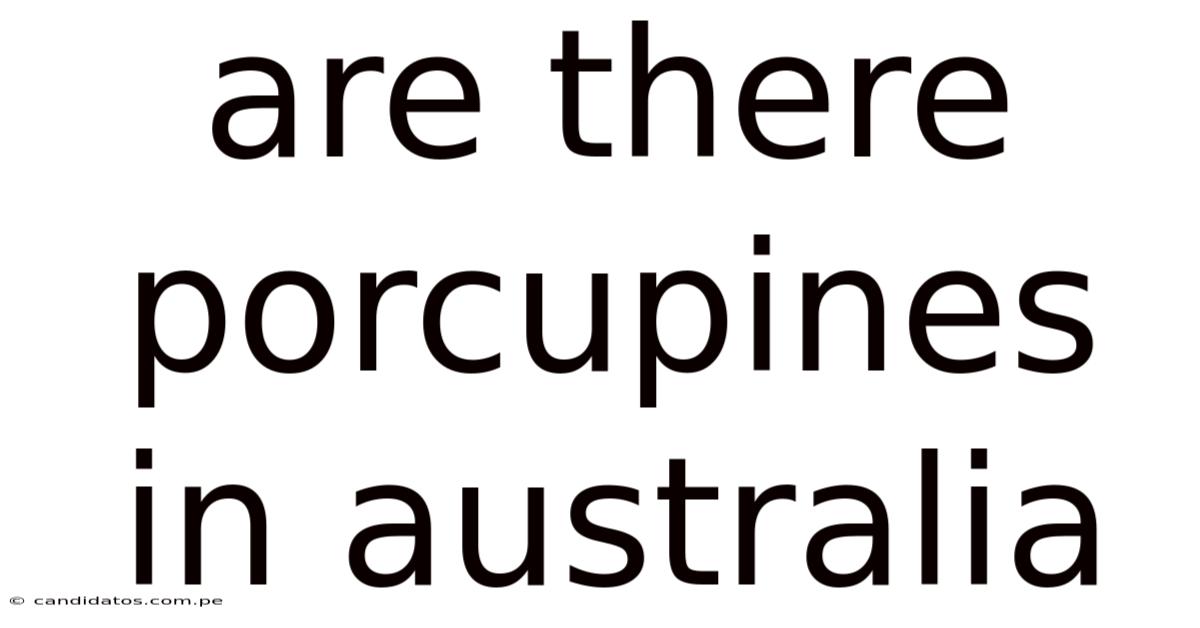 Are There Porcupines In Australia