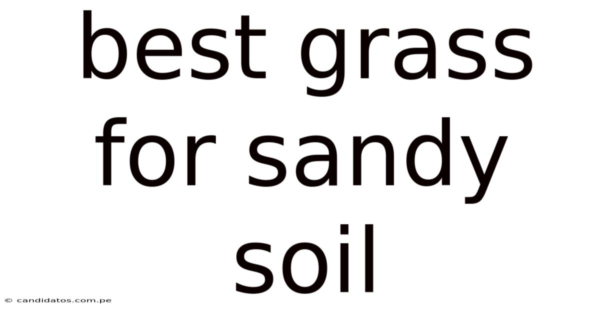 Best Grass For Sandy Soil