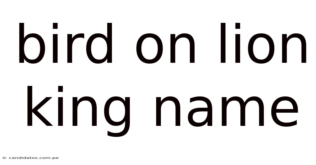 Bird On Lion King Name