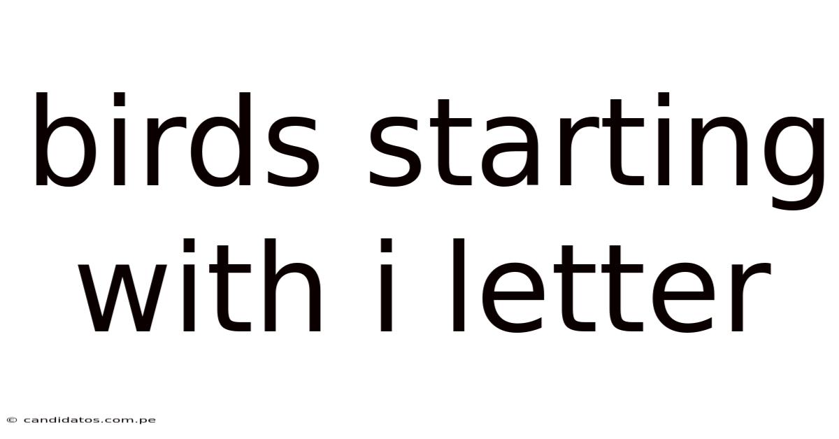 Birds Starting With I Letter