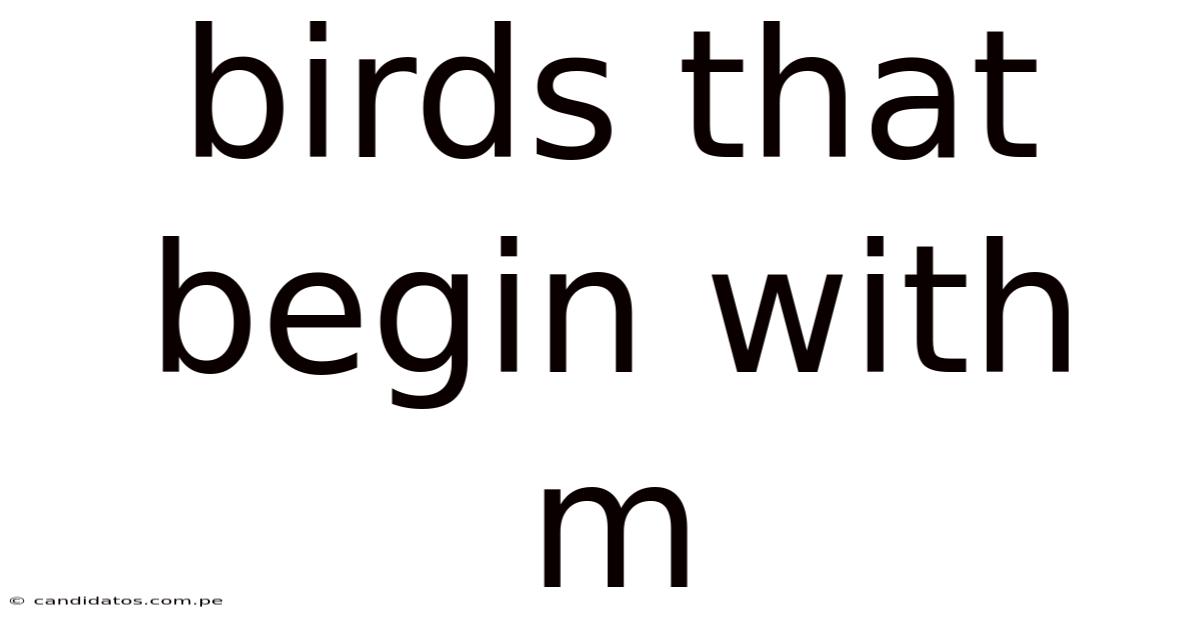 Birds That Begin With M