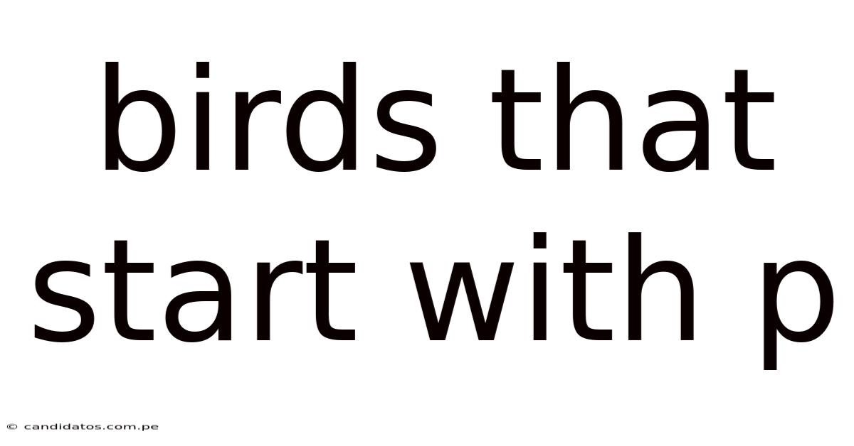 Birds That Start With P