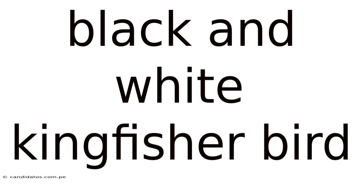 Black And White Kingfisher Bird