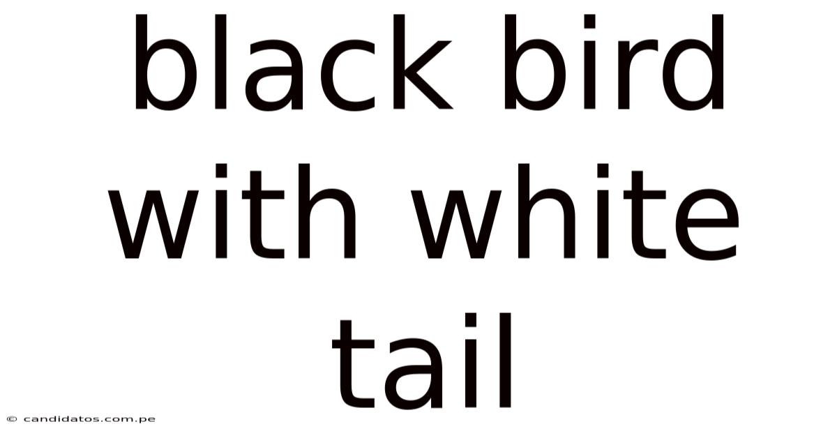 Black Bird With White Tail