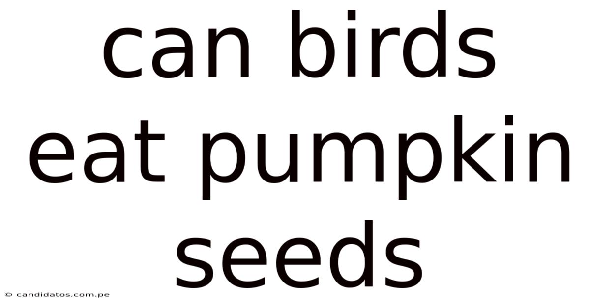 Can Birds Eat Pumpkin Seeds