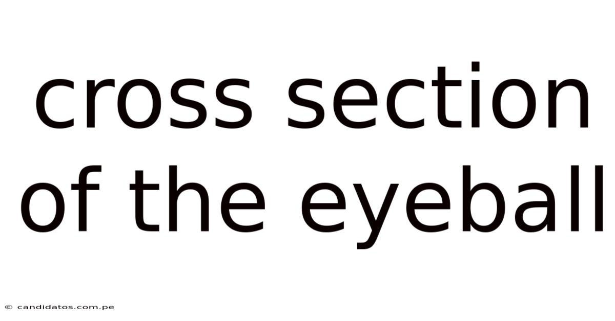 Cross Section Of The Eyeball