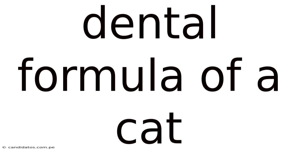 Dental Formula Of A Cat
