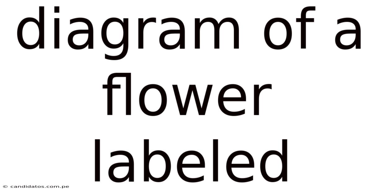 Diagram Of A Flower Labeled
