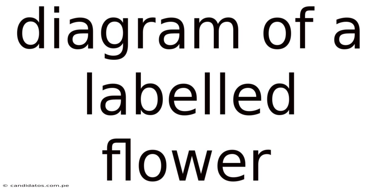 Diagram Of A Labelled Flower