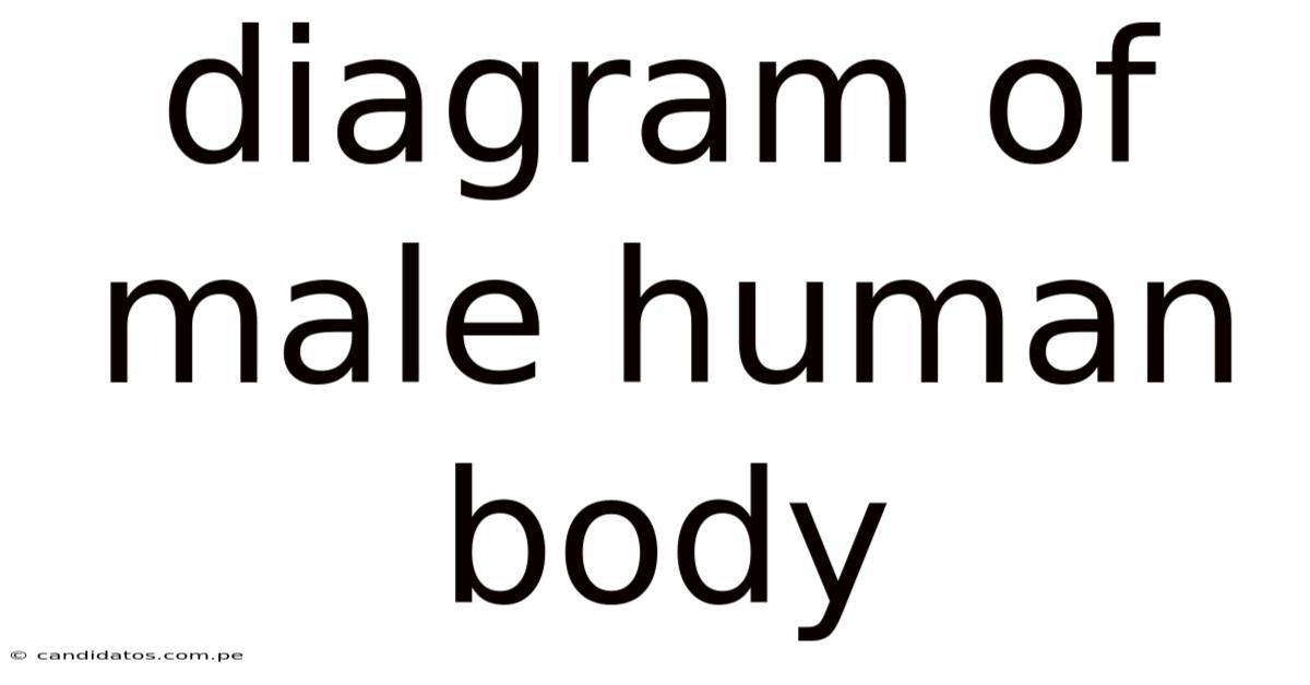 Diagram Of Male Human Body