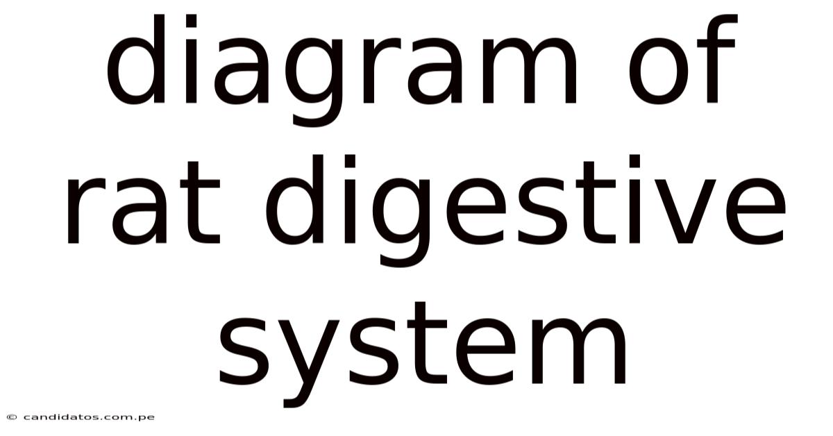 Diagram Of Rat Digestive System