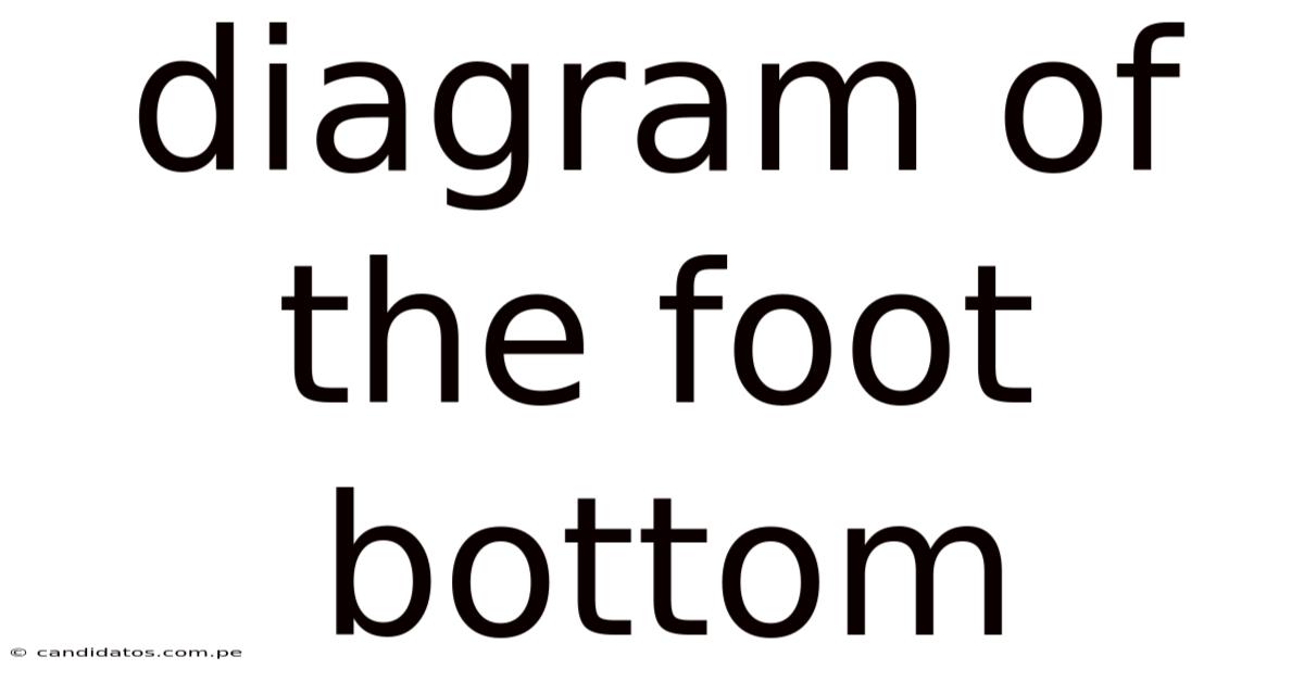 Diagram Of The Foot Bottom