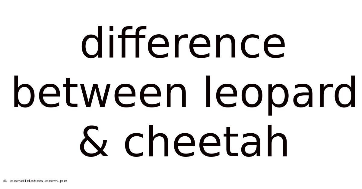 Difference Between Leopard & Cheetah