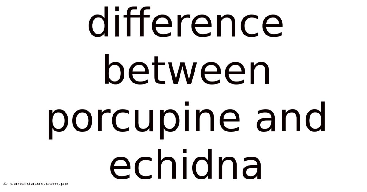 Difference Between Porcupine And Echidna