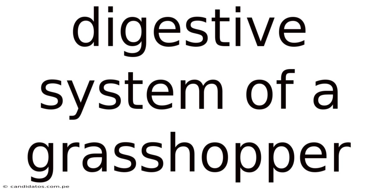 Digestive System Of A Grasshopper