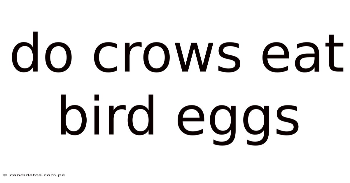 Do Crows Eat Bird Eggs