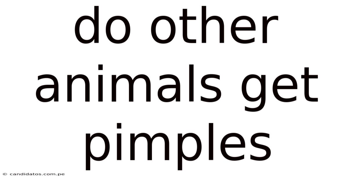 Do Other Animals Get Pimples