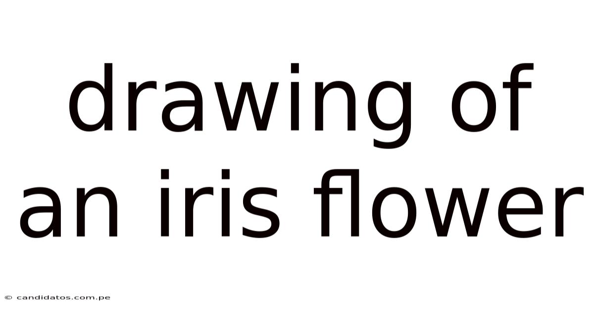 Drawing Of An Iris Flower