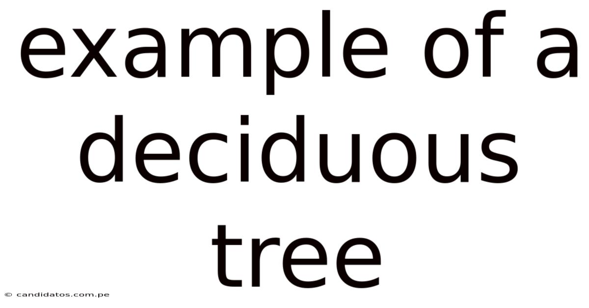 Example Of A Deciduous Tree