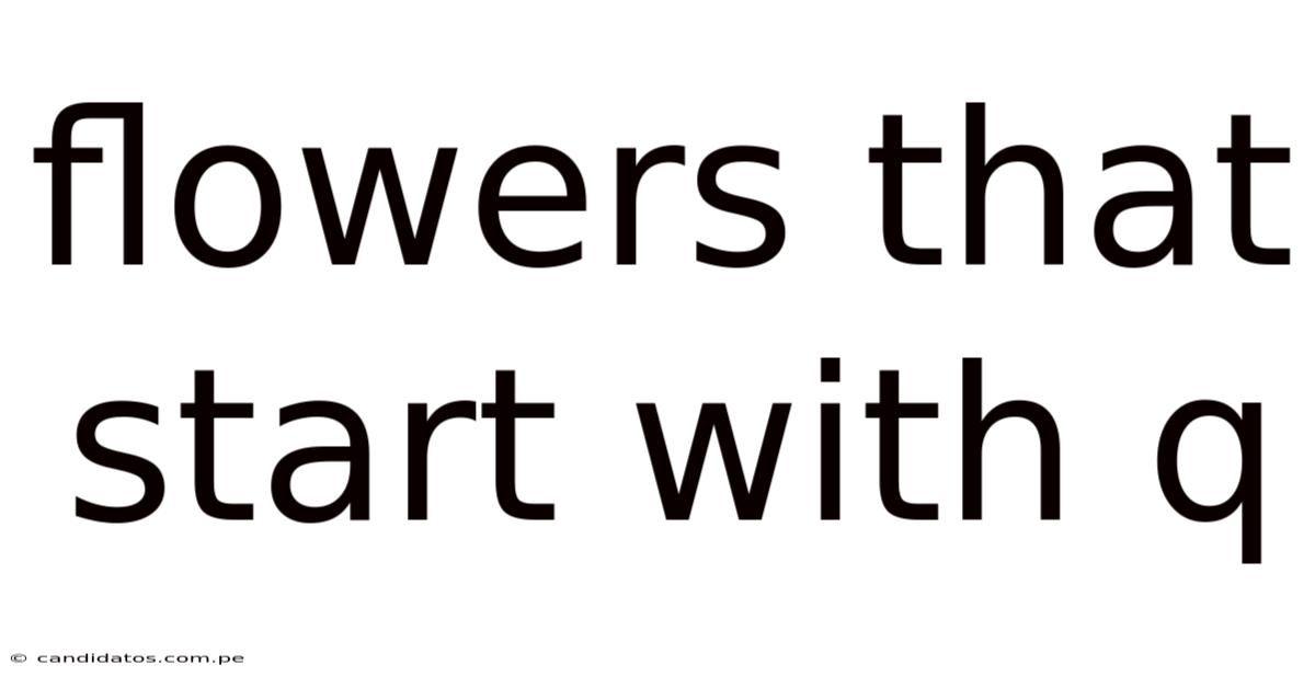 Flowers That Start With Q