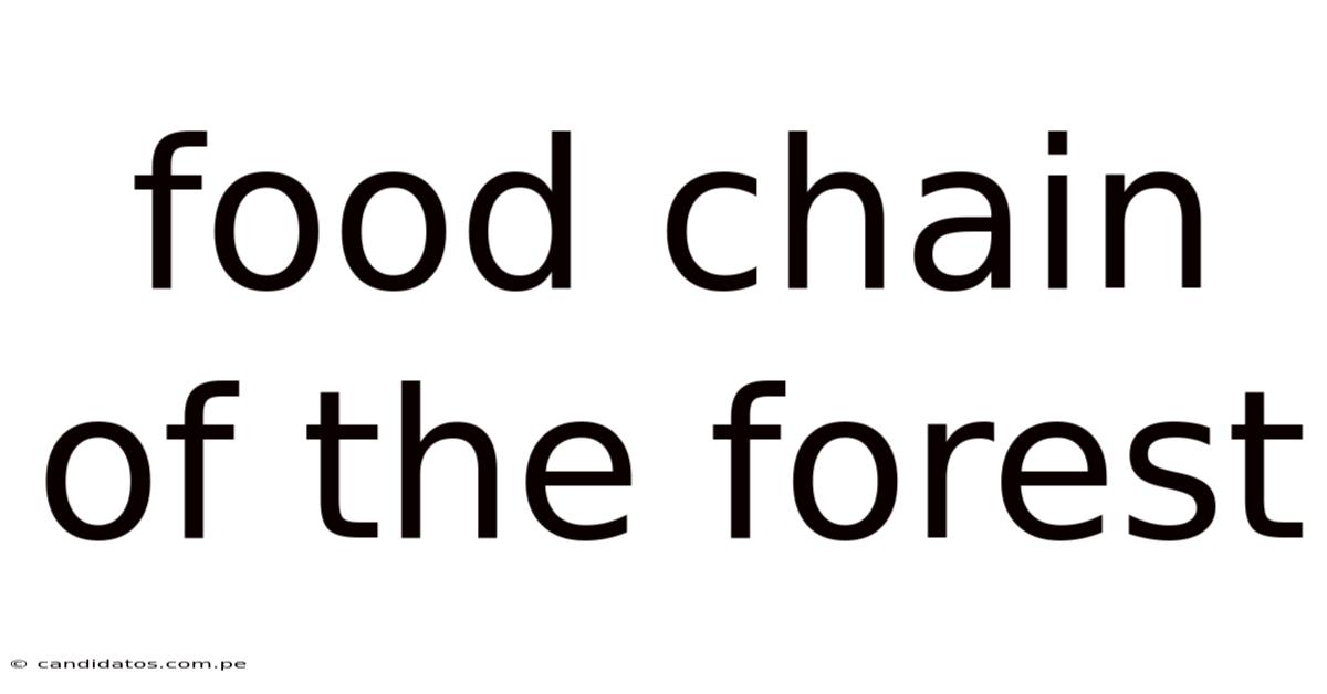 Food Chain Of The Forest