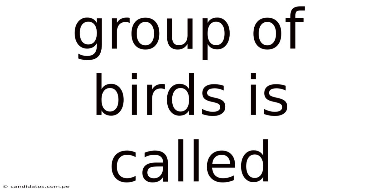 Group Of Birds Is Called