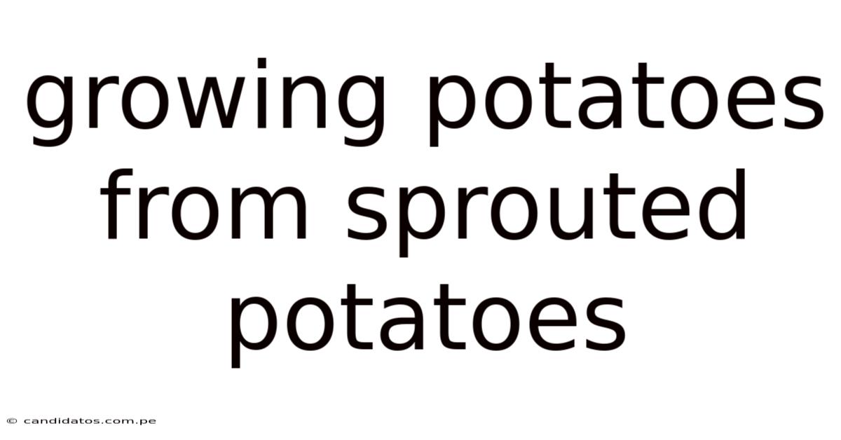 Growing Potatoes From Sprouted Potatoes