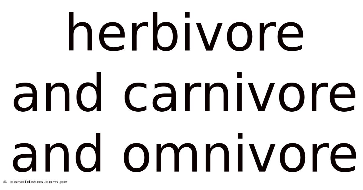 Herbivore And Carnivore And Omnivore