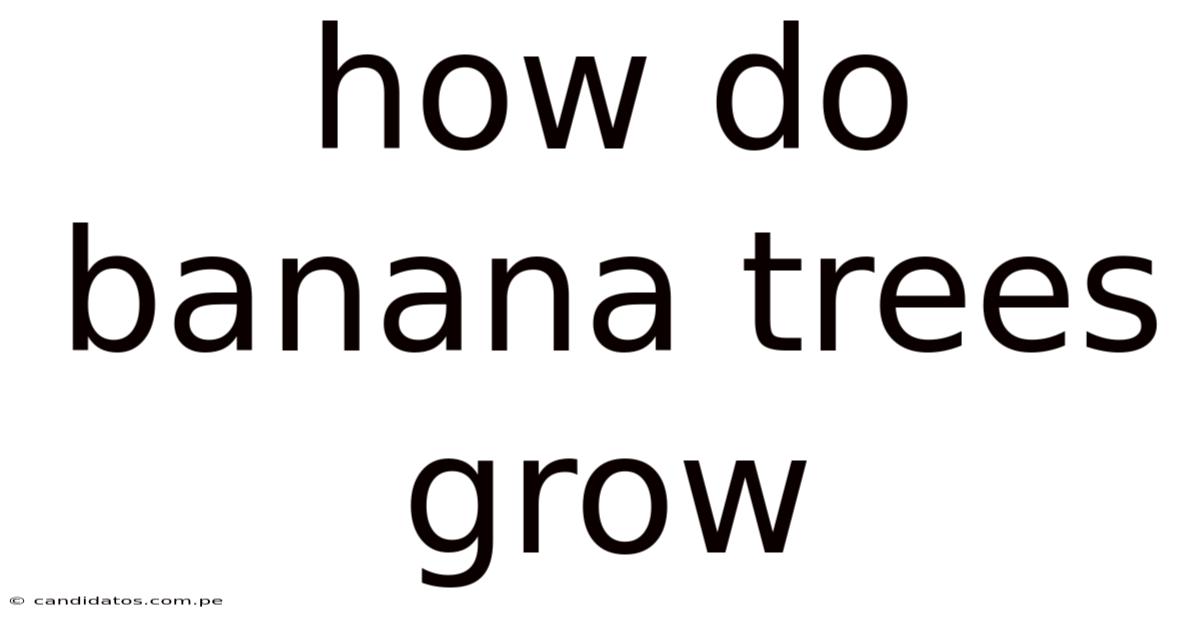 How Do Banana Trees Grow