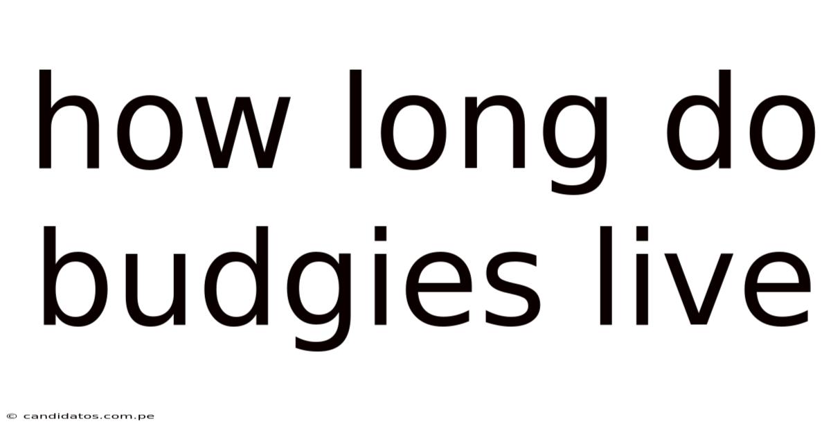 How Long Do Budgies Live