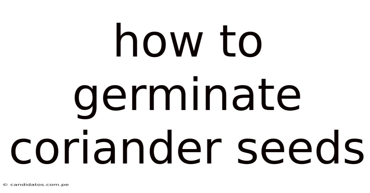 How To Germinate Coriander Seeds