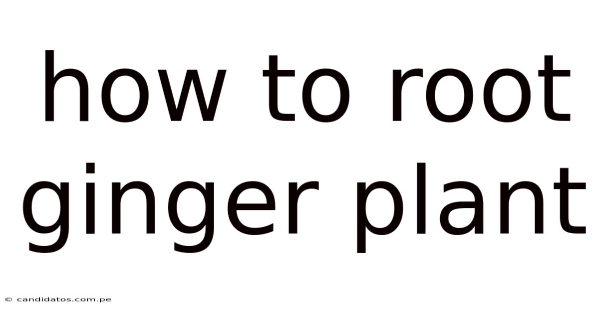 How To Root Ginger Plant