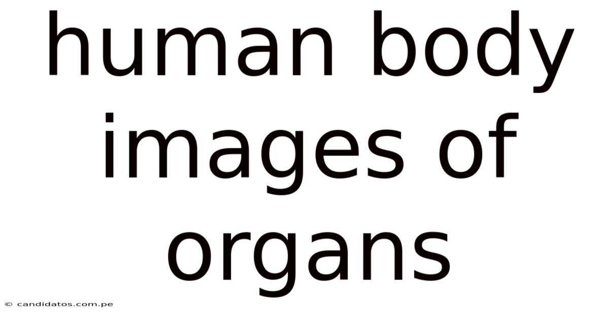 Human Body Images Of Organs