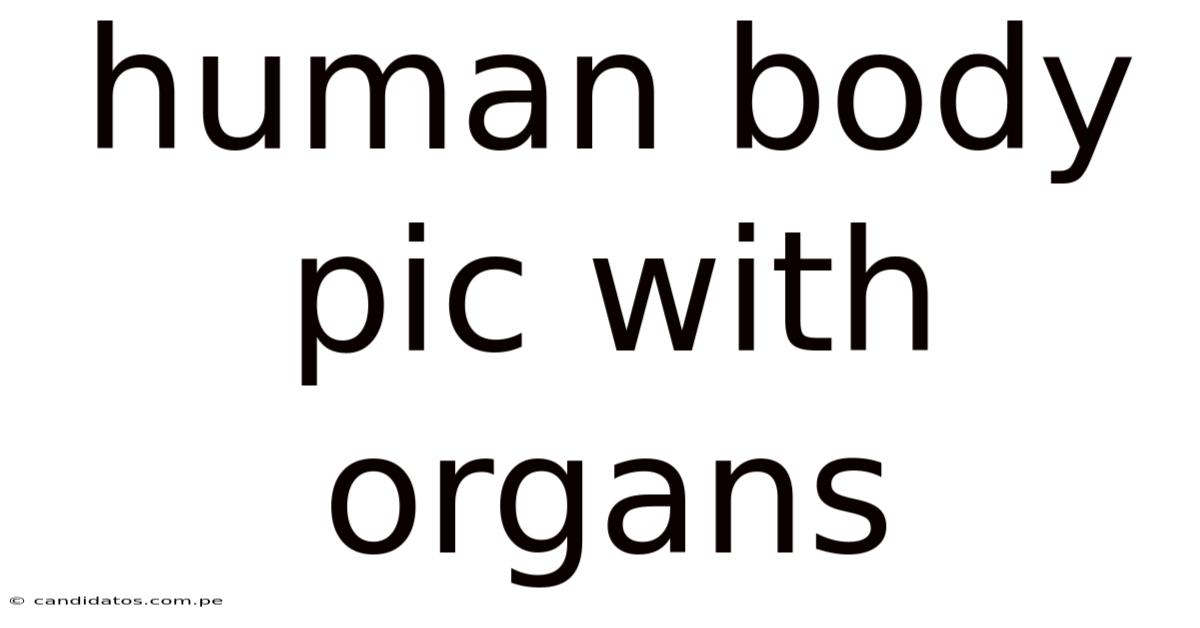 Human Body Pic With Organs