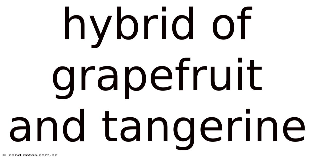 Hybrid Of Grapefruit And Tangerine