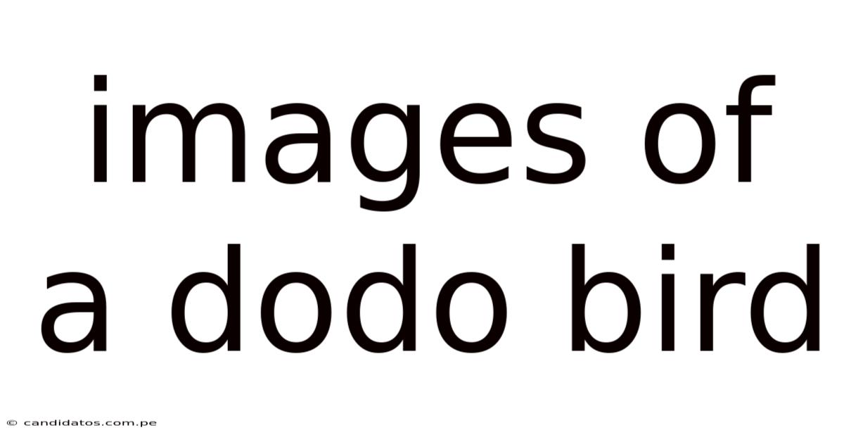 Images Of A Dodo Bird