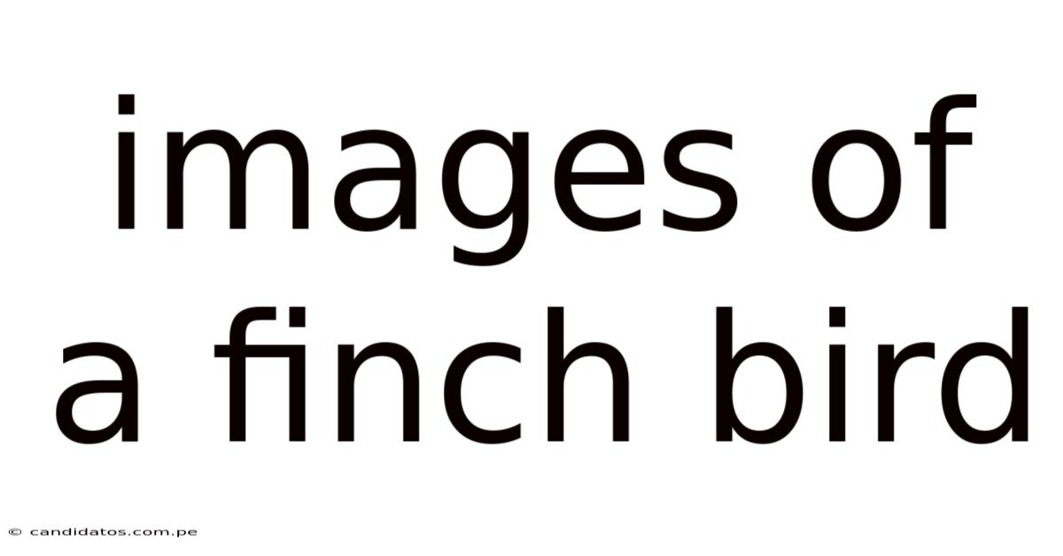 Images Of A Finch Bird