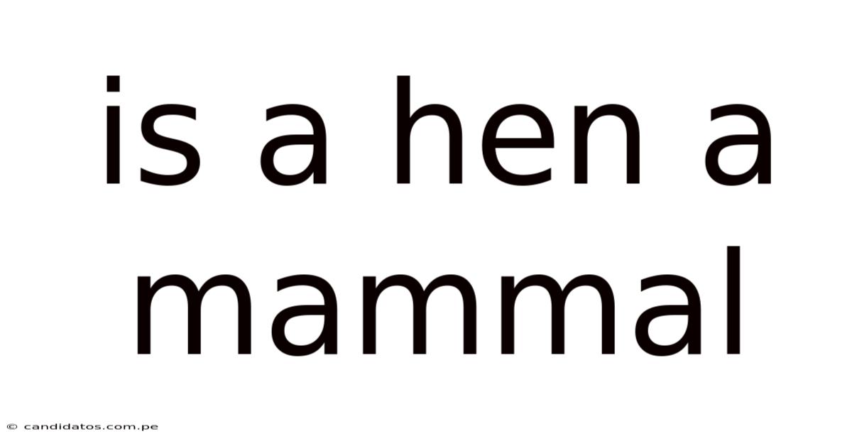Is A Hen A Mammal