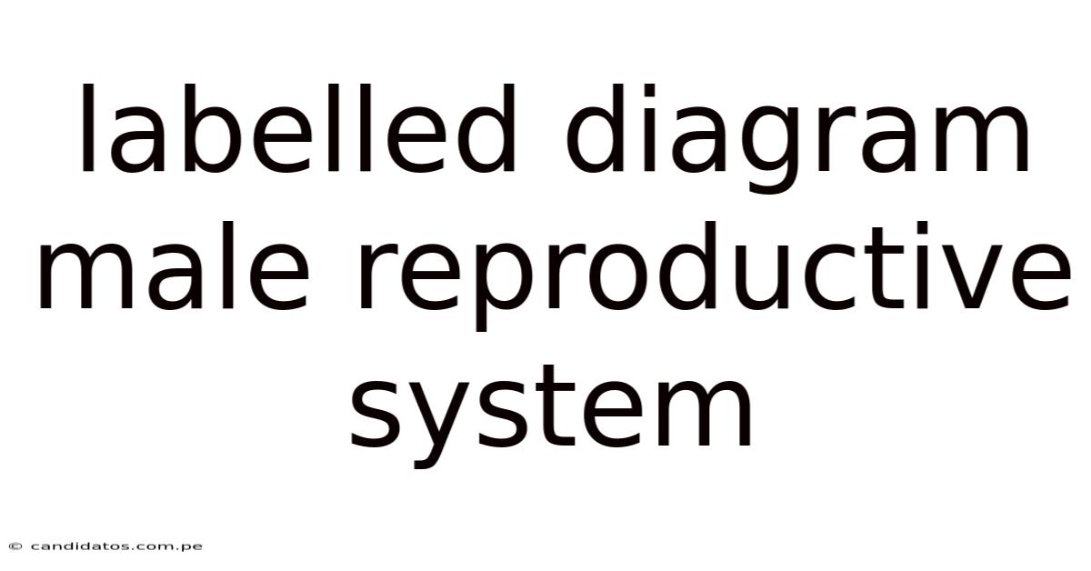 Labelled Diagram Male Reproductive System