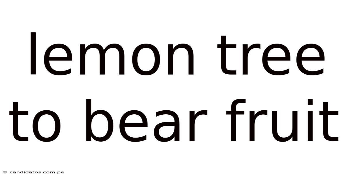 Lemon Tree To Bear Fruit