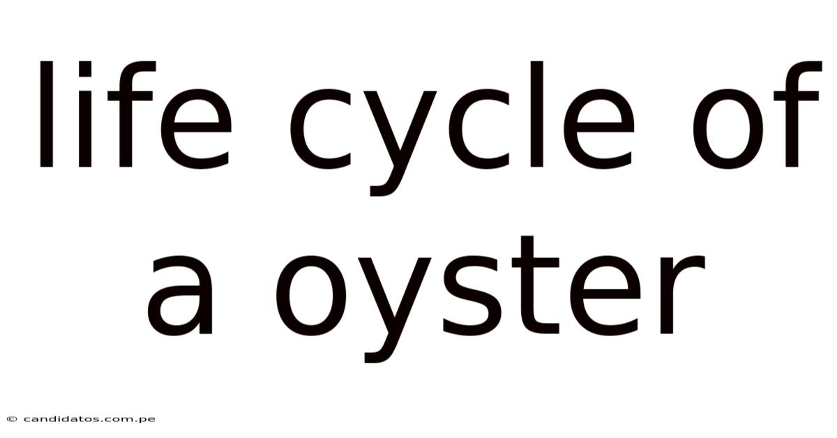 Life Cycle Of A Oyster