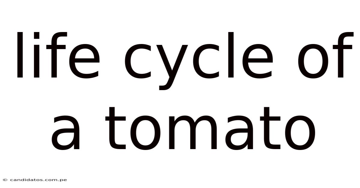 Life Cycle Of A Tomato
