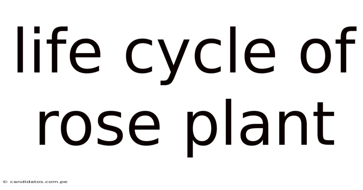 Life Cycle Of Rose Plant
