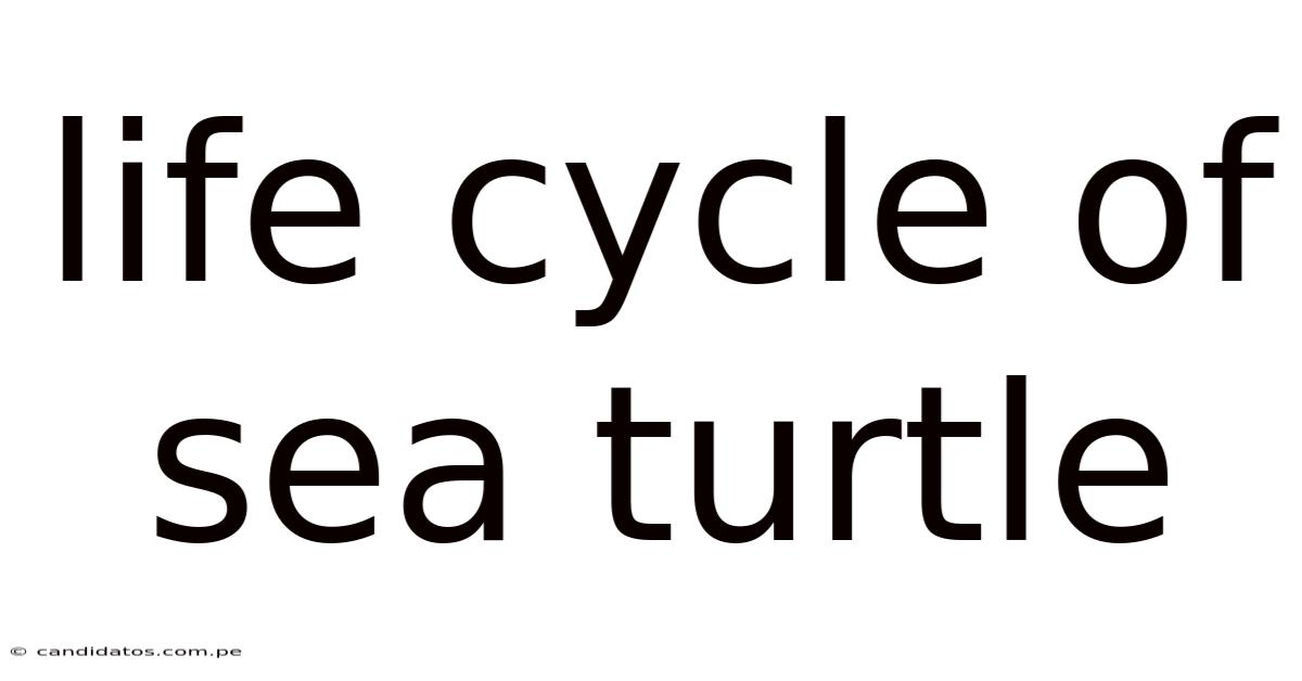 Life Cycle Of Sea Turtle