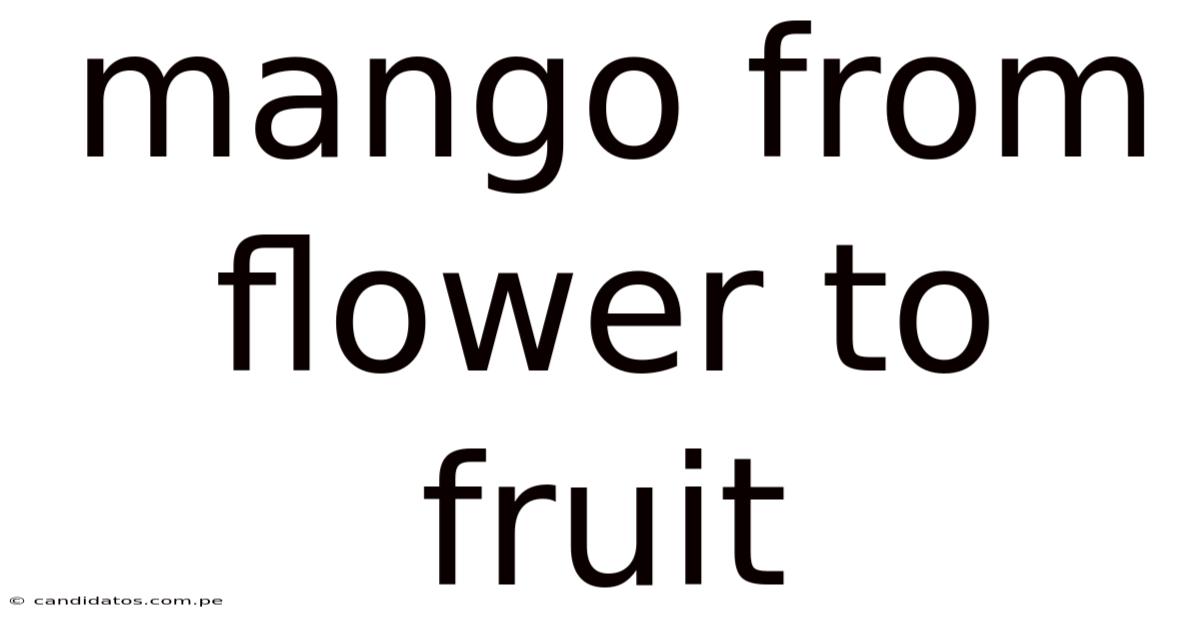 Mango From Flower To Fruit