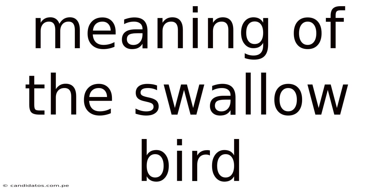 Meaning Of The Swallow Bird