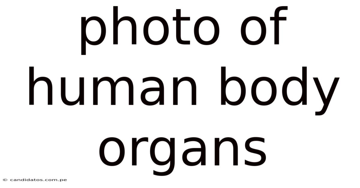 Photo Of Human Body Organs