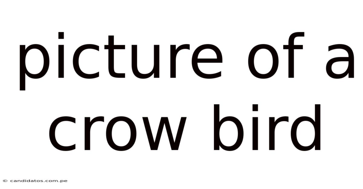 Picture Of A Crow Bird